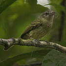 Platyrhynque jaune-olive