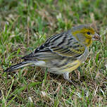 Serin des Canaries