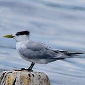Greater Crested Tern