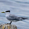 Greater Crested Tern