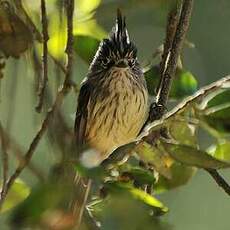 Taurillon mésange