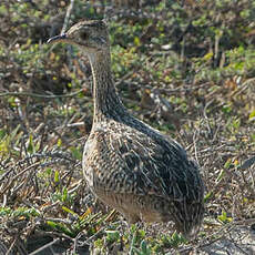 Tinamou tacheté