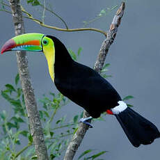 Toucan à carène