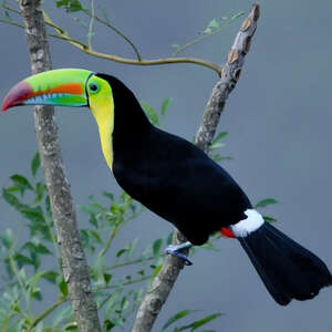 Toucan à carène