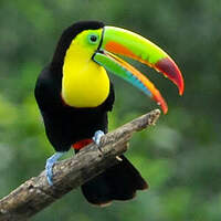 Toucan à carène