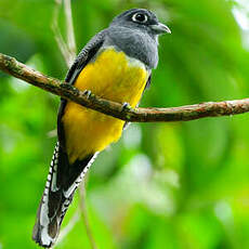 Trogon violacé