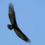 Urubu à tête jaune