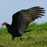 Urubu à tête jaune