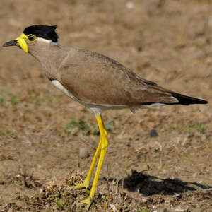 Vanneau de Malabar