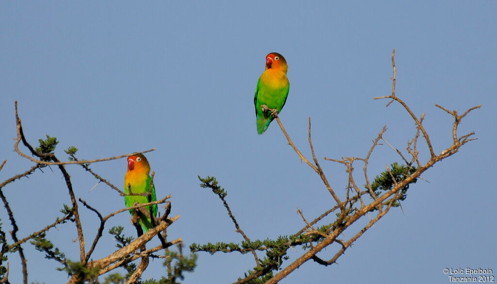 Fischer's Lovebird