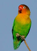 Fischer's Lovebird