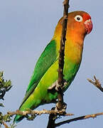 Fischer's Lovebird