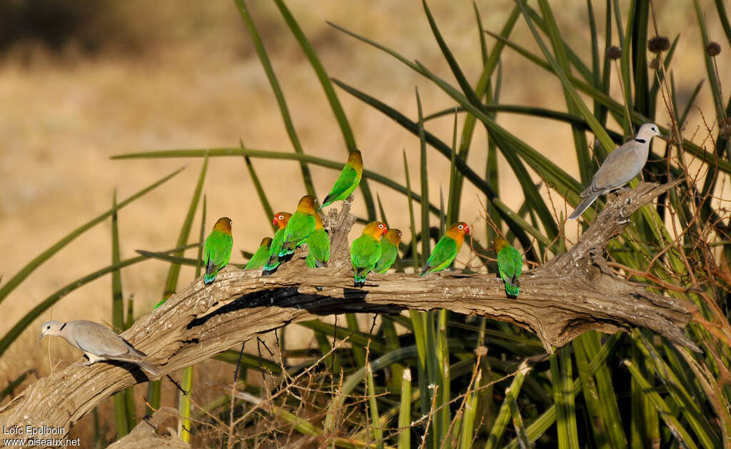 Fischer's Lovebirdadult, habitat, pigmentation