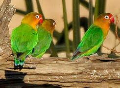 Fischer's Lovebird