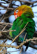 Fischer's Lovebird