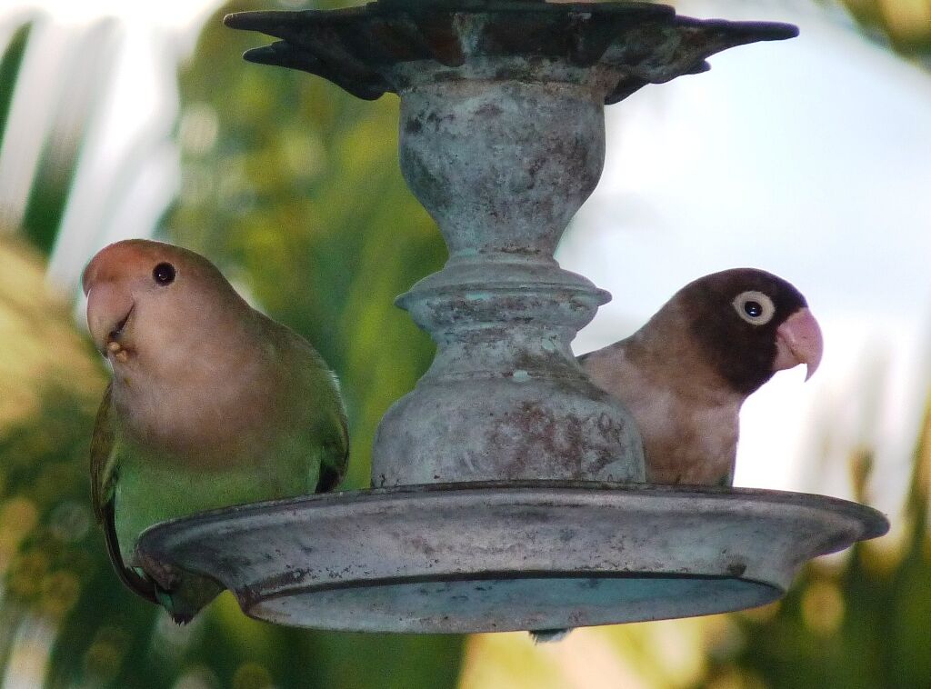 Yellow-collared Lovebird