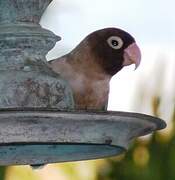 Yellow-collared Lovebird