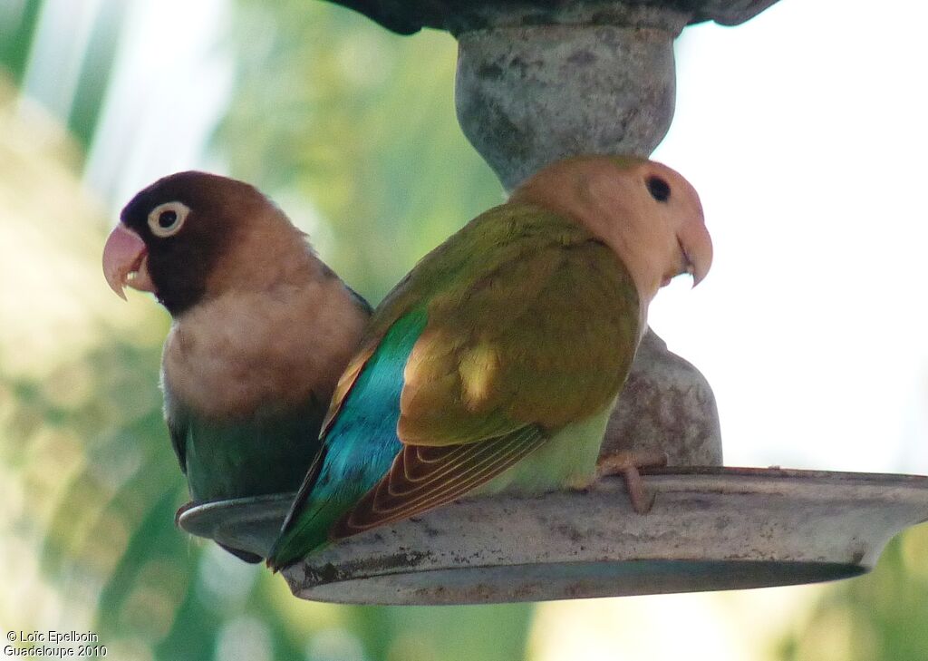 Yellow-collared Lovebird