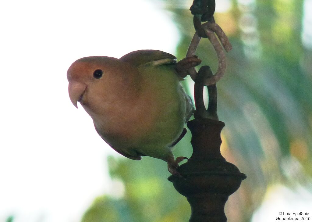 Rosy-faced Lovebird