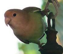 Rosy-faced Lovebird