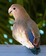 Rosy-faced Lovebird