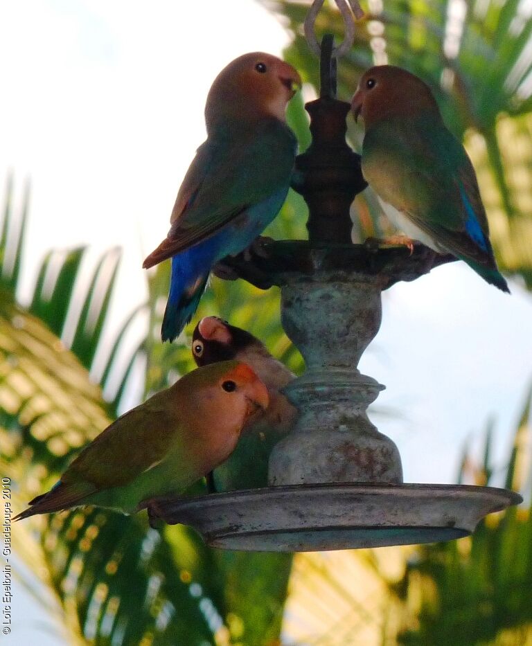 Rosy-faced Lovebird