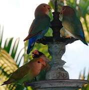 Rosy-faced Lovebird