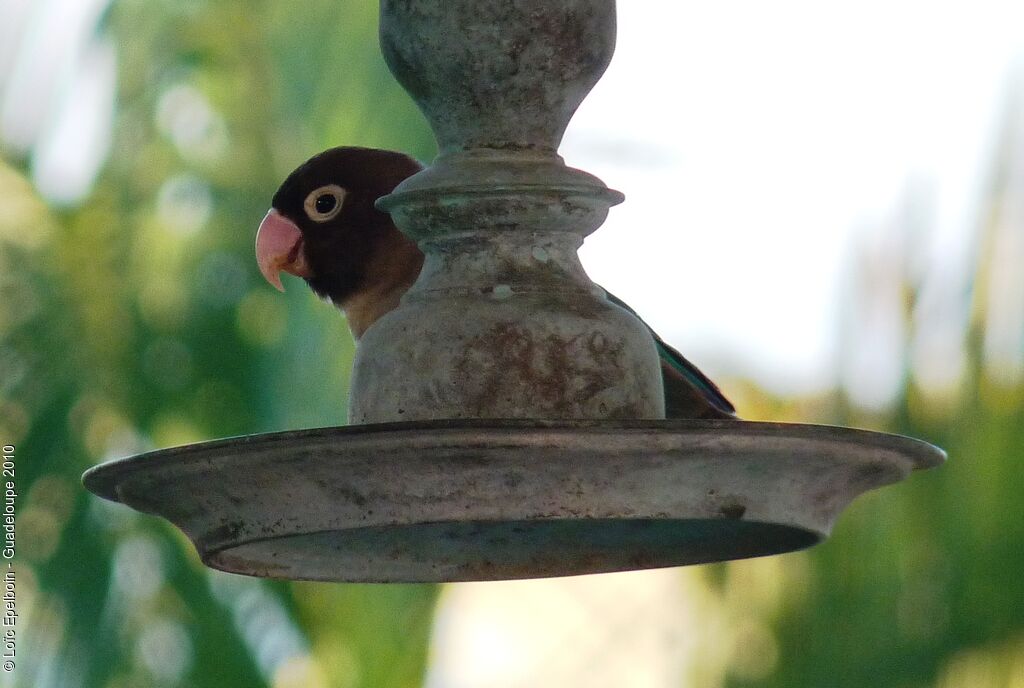 Rosy-faced Lovebird