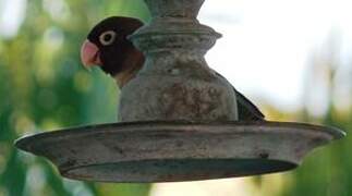 Rosy-faced Lovebird