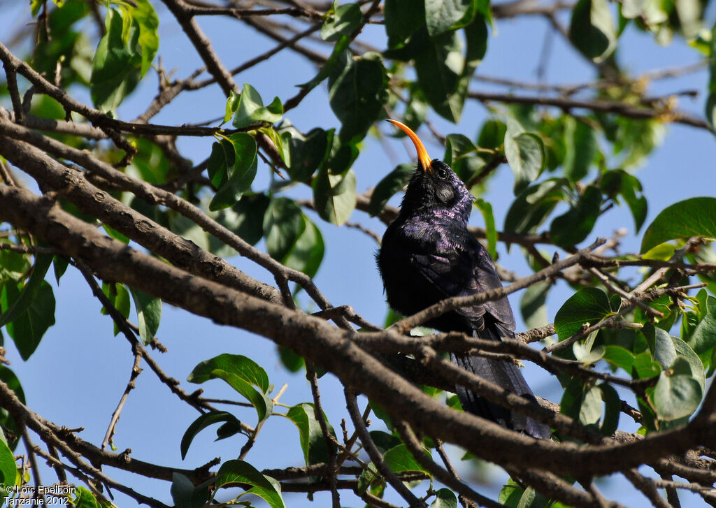 Abyssinian Scimitarbill