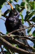 Abyssinian Scimitarbill