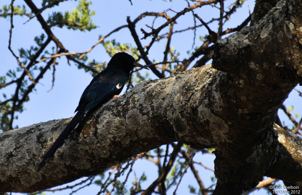 Green Wood Hoopoe