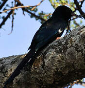 Green Wood Hoopoe