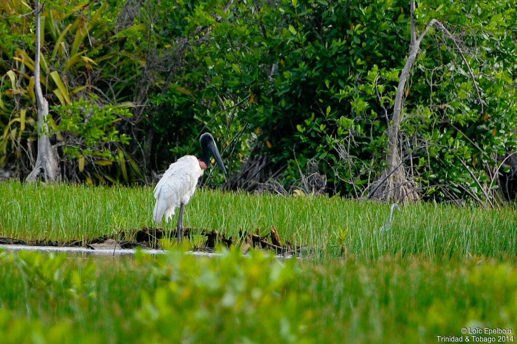 Jabiru