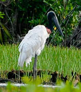 Jabiru d'Amérique