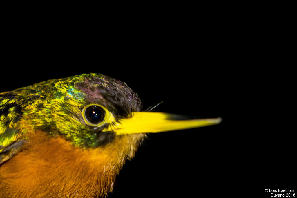 Yellow-billed Jacamar