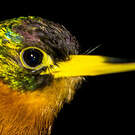 Jacamar à bec jaune