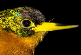 Yellow-billed Jacamar