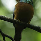 Jacamar à bec jaune