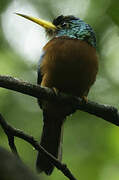 Yellow-billed Jacamar