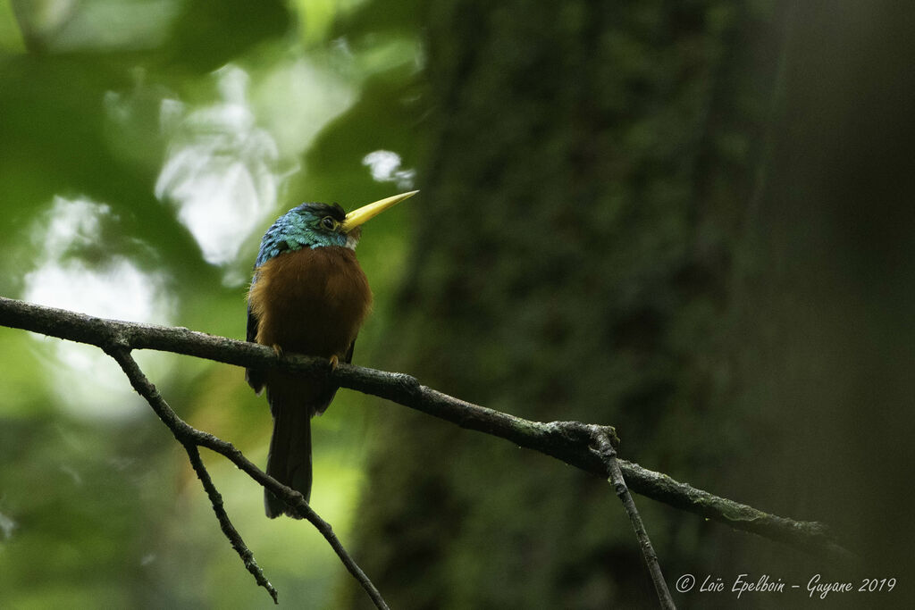 Jacamar à bec jaune