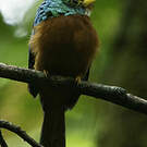 Jacamar à bec jaune