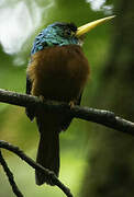 Yellow-billed Jacamar