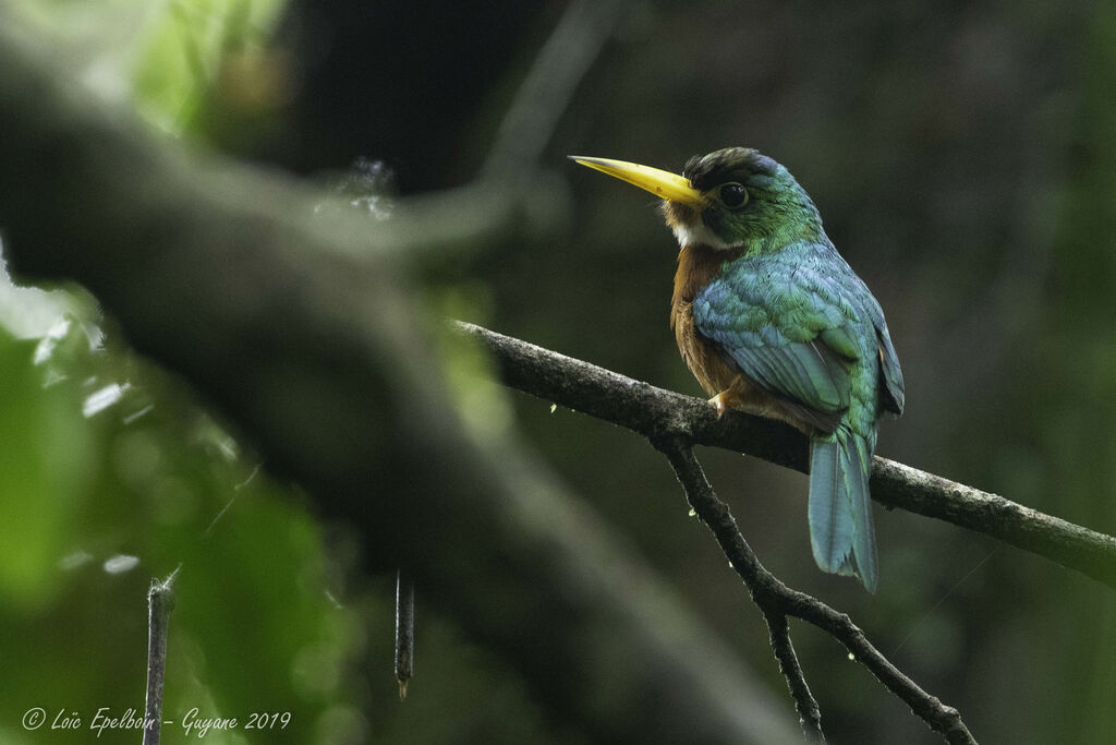 Jacamar à bec jaune