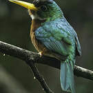 Jacamar à bec jaune