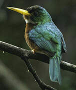 Yellow-billed Jacamar