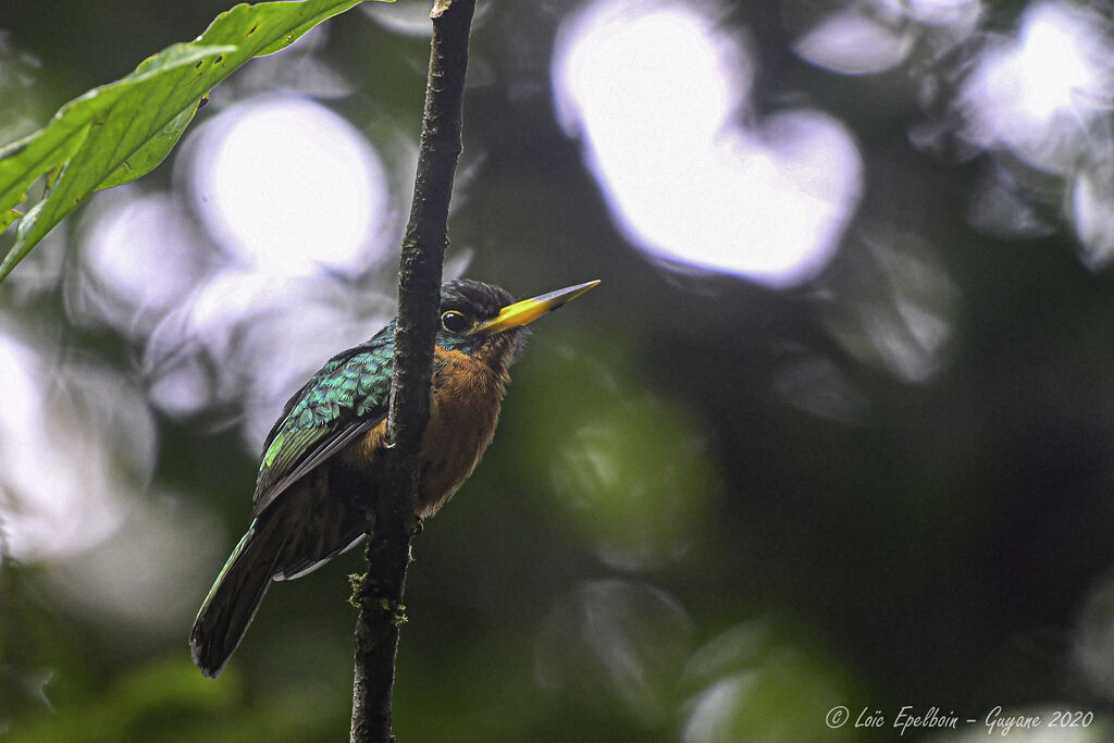 Jacamar à bec jaune