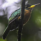 Jacamar à bec jaune