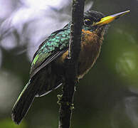 Yellow-billed Jacamar