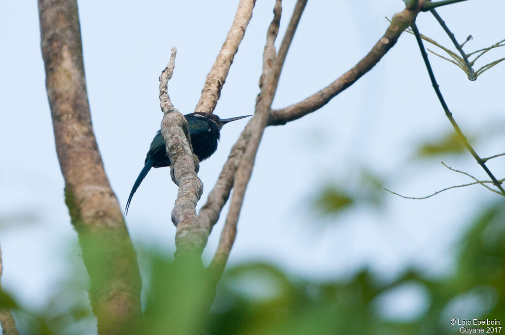 Jacamar à longue queue